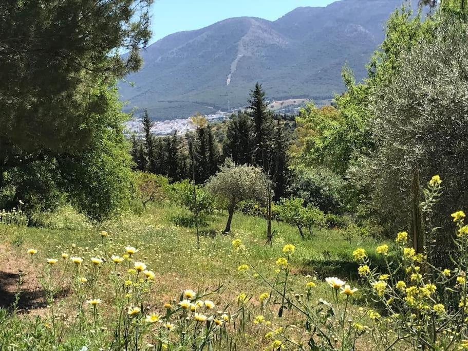 Penthouse Apartment, Cortijo Fruitful Hills マラガ エクステリア 写真