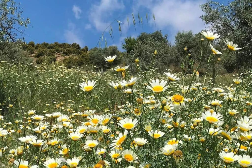 Penthouse Apartment, Cortijo Fruitful Hills マラガ エクステリア 写真