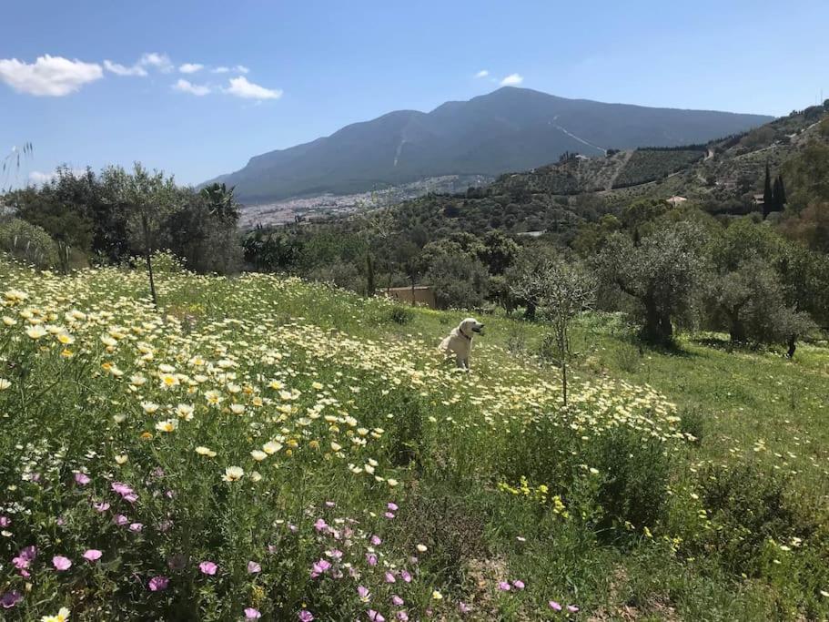 Penthouse Apartment, Cortijo Fruitful Hills マラガ エクステリア 写真